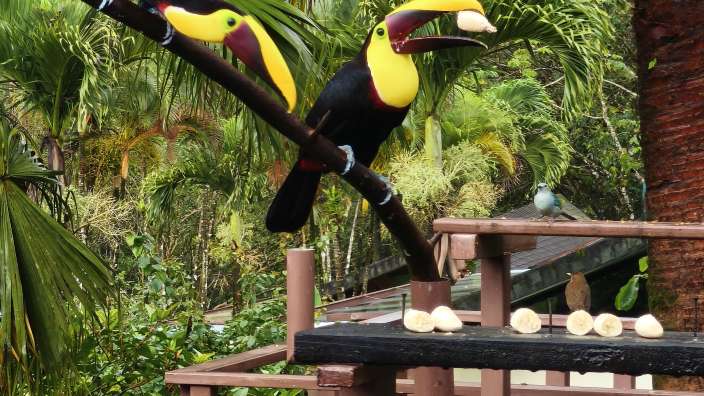 Tenorio Lodge: Die Heimat vieler Tucane