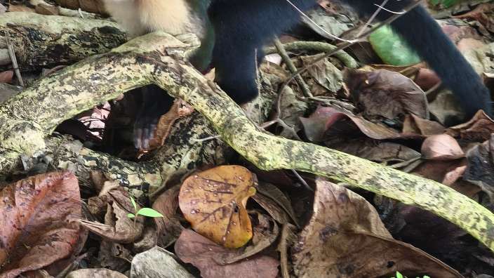 im Cahuita Nationalpark an der Karibikküste
