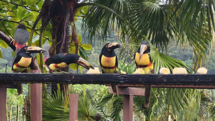 in und um die Tenorio Lodge lebten hunderte Vögel