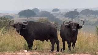 Büffel im Murchison Falls National Park