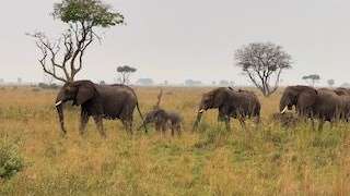 Pirschfahrt im Murchison Falls National Park