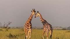 Giraffen im Murchison Falls National Park