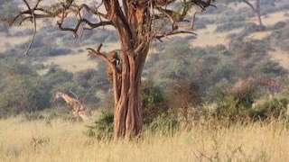 Leopard verlässt fluchtartig seinen Baum
