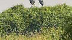 Schuhschnabel Pärchen am Lake Albert