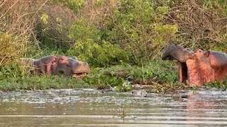 Hippos am Nil