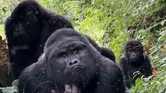 Silberrücken der Bikyingi Familie mit Anhang