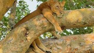 Baumlöwe im Queen Elizabeth National Park