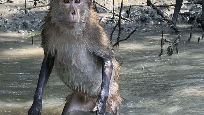 Besuch bei den Affen in den Mangroven