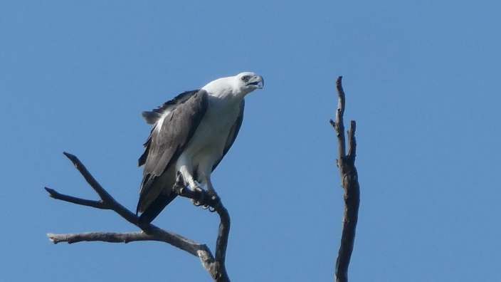 Weißbauchseeadler im Wilpattu-Park