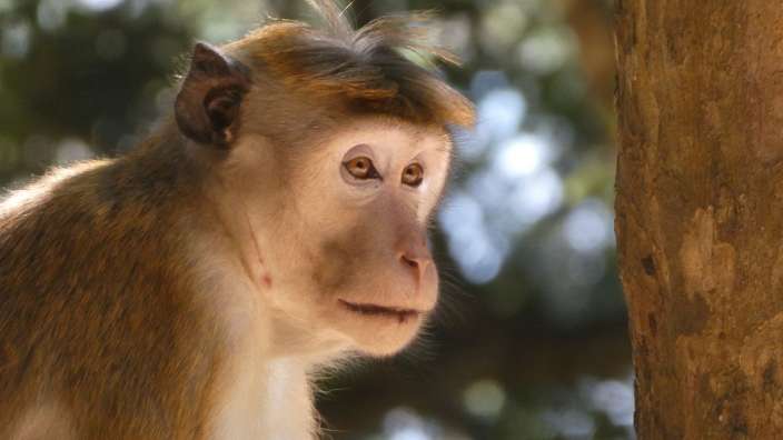 Neugieriger Affe am Eingang des Wilpattu-Parks