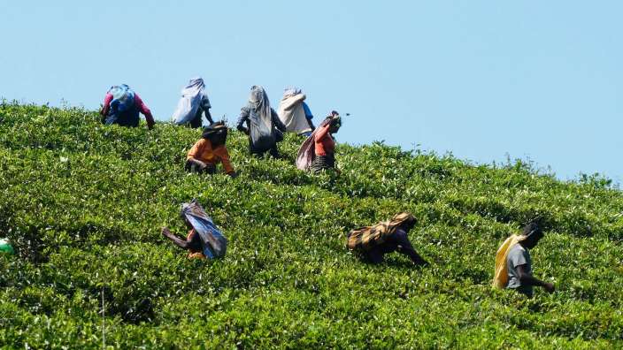 Teepflückerinnen in Madulkelle