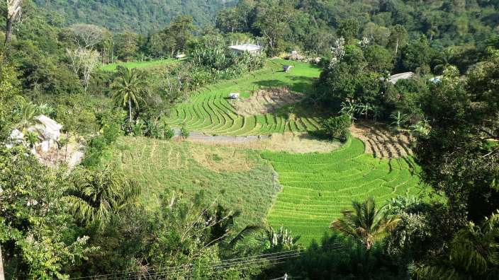 Teeplantage bei Ella