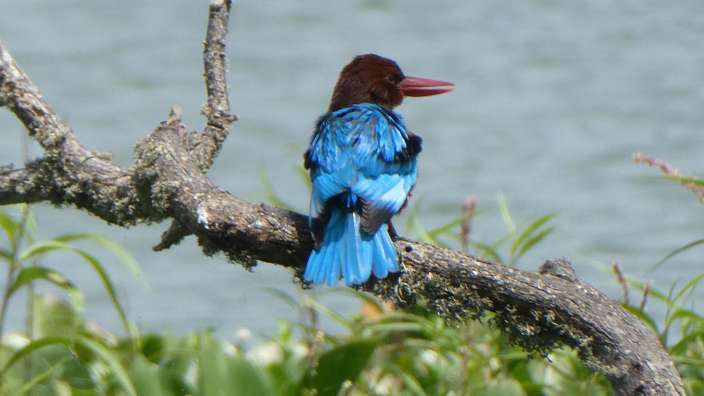 Eisvogel, bei einem Stopp unterwegs entdeckt