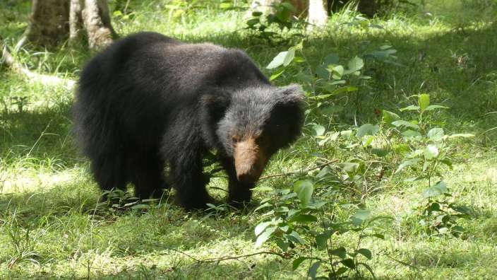 Lippenbär im Wilpattu-Park
