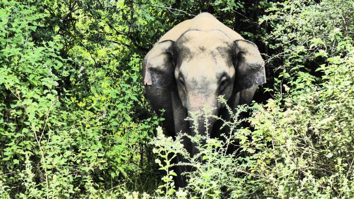 Nationalpark Udawalawe