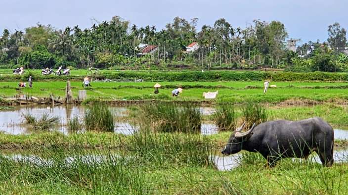Arbeiten im Reisfeld auf dem Land, Nähe Hoi An