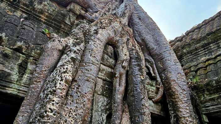 Ta Prohm in Angkor