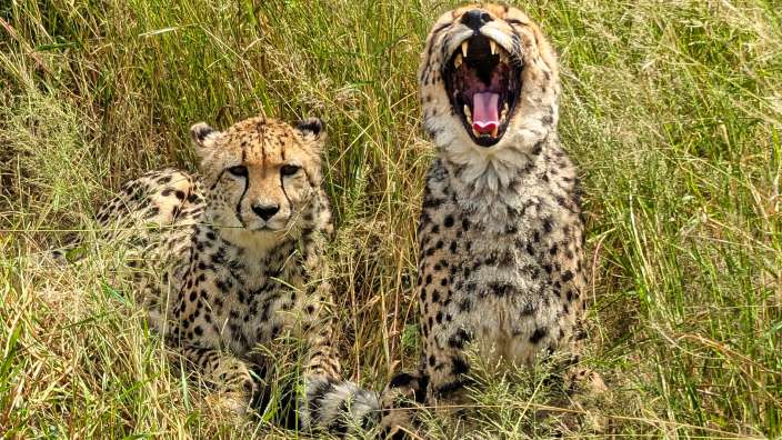 Cheetahs