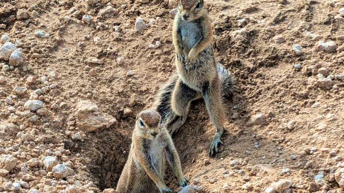Neugierige Erdhörnchen