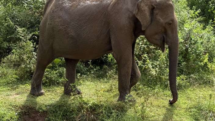 Udawalawe Nationalpark