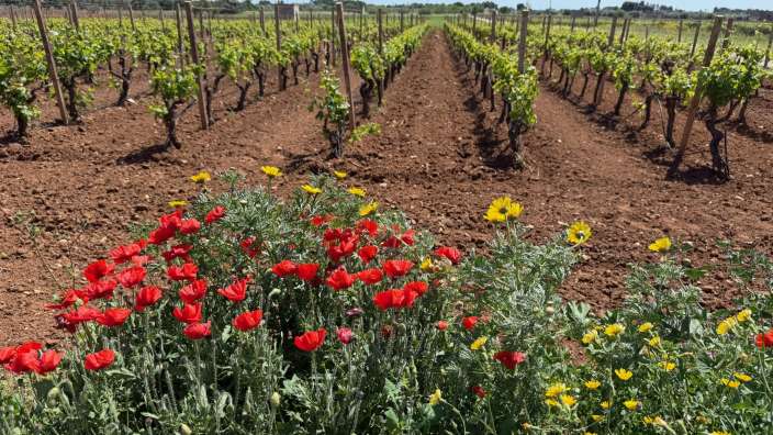 Klatschmohn und Weinreben im Salento