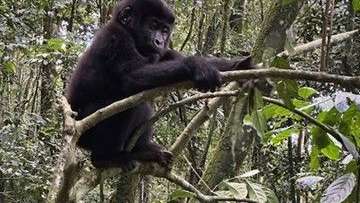 Kleiner Gorilla übt das Klettern