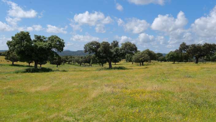 Die weitläufige Dehesa-Landschaft