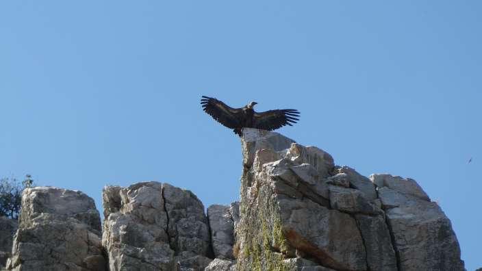 Mönchsgeier Nationalpark Monfragüe