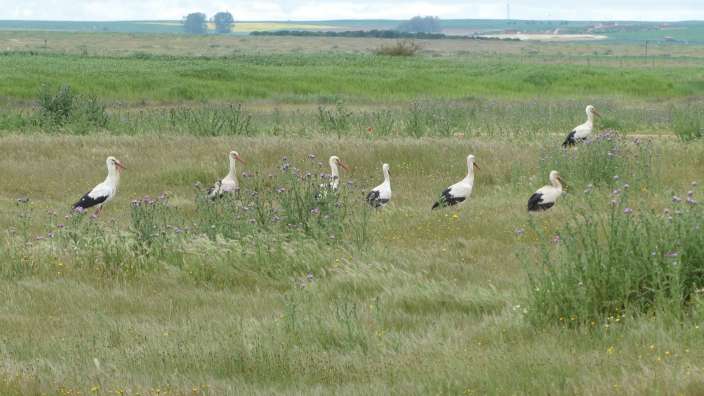 Störche an der Salina Grande