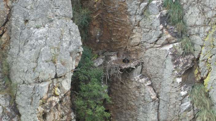 Schwarzstorch beim Brüten Nationalpark Monfragüe