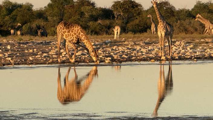 Im Etosha Nationalpark