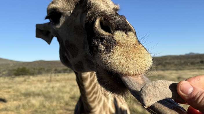 Giraffendame Sophie auf der Farm in Windhoek
