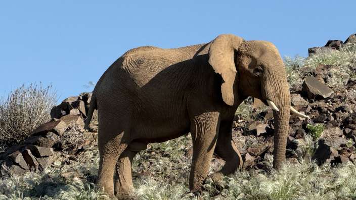 Wüstenelefanten in Damaraland