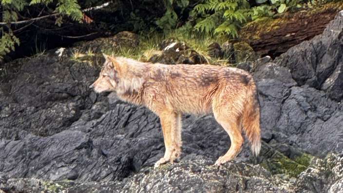 Ein seltener Glücksgriff: Wölfe bei Tofino