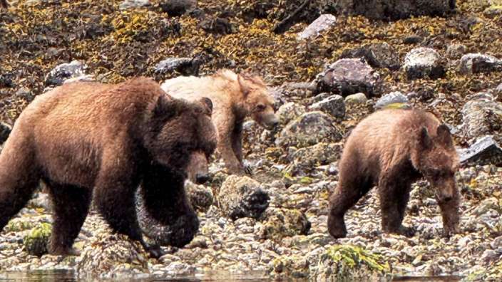 Grizzly-Begegnungen bei Telegraph Cove