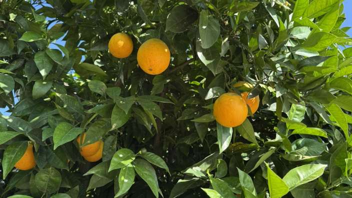 außerdem auch Olivenbäume soweit das Auge reicht :-)