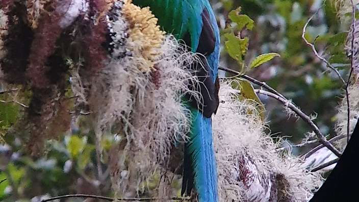 Ein Quetzal  