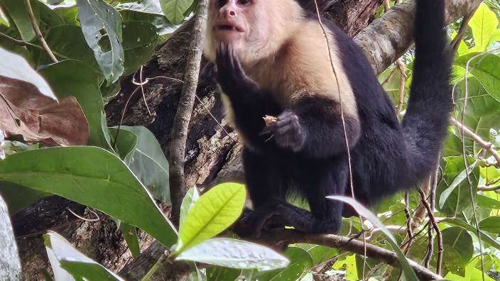 Im Manuel Antonio Nationalpark