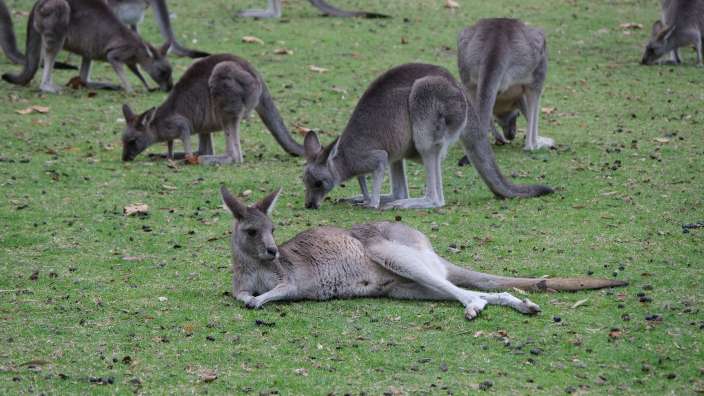 Wildlife in Halls Gap