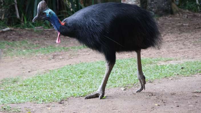 Cassowary in den Atherton Tablelands