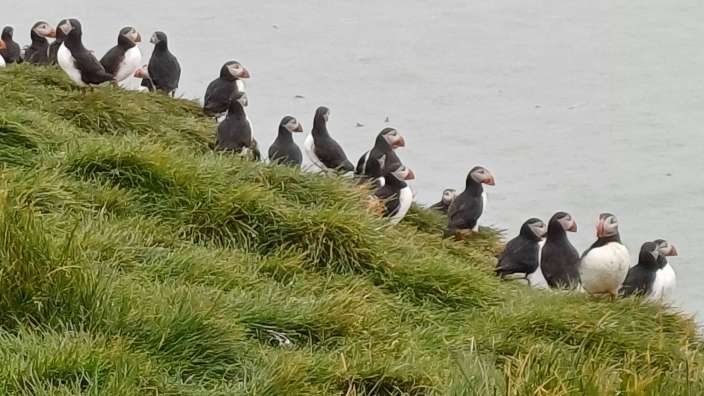 Ausflug zu den Papageientauchern 