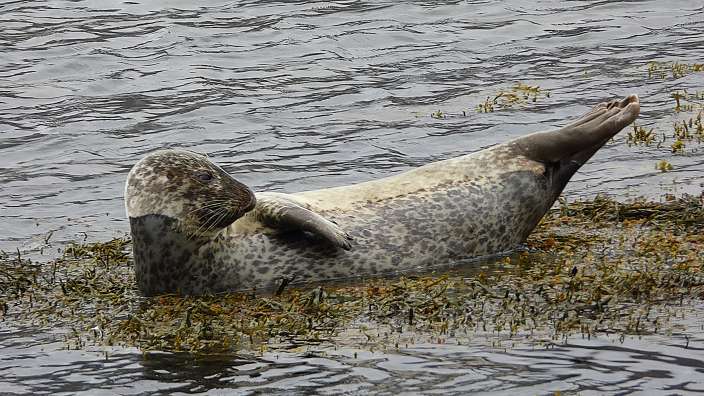 Kegelrobbe an der Ostküste