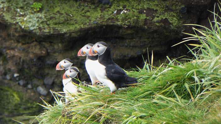 Papageientaucher auf Drangey