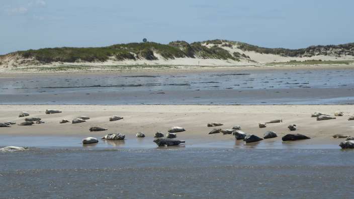 Seehundbänke von Bootsfahrt Carolinensiel