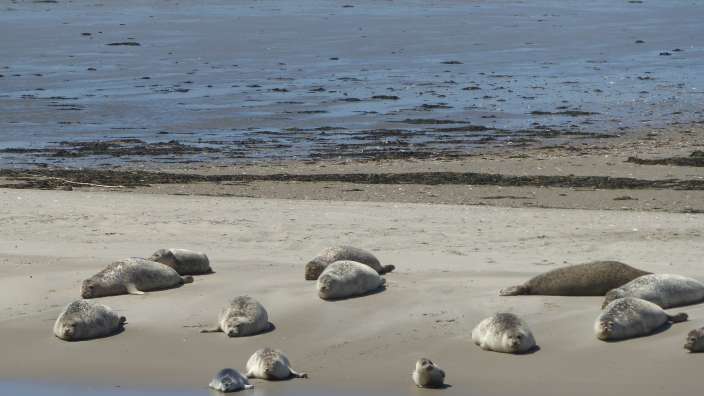 Seehundbänke von Bootsfahrt Carolinensiel