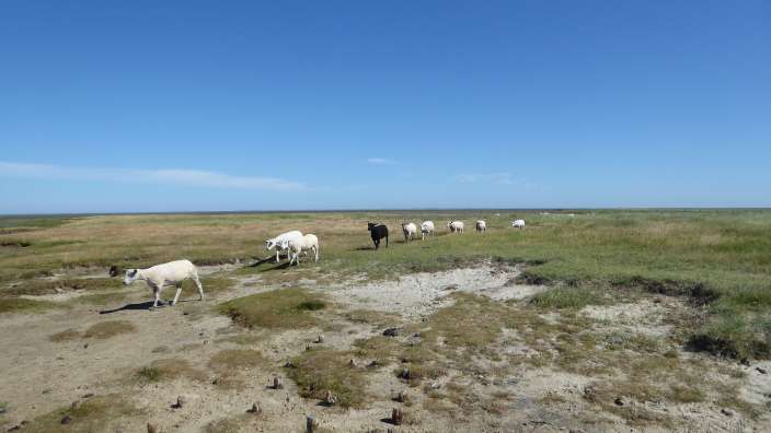 Dünenlandschaft Westerhever