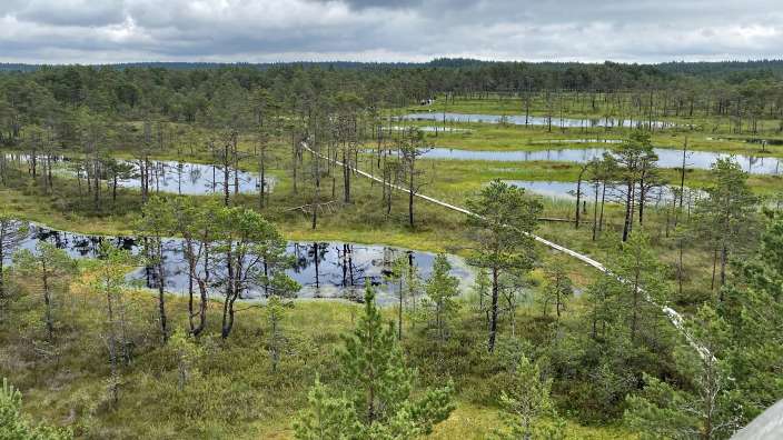 Moorwanderweg Viru rabe im Lahemaa Nationalpark
