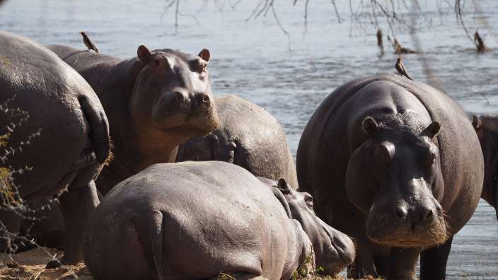 Zambezi Nationalpark