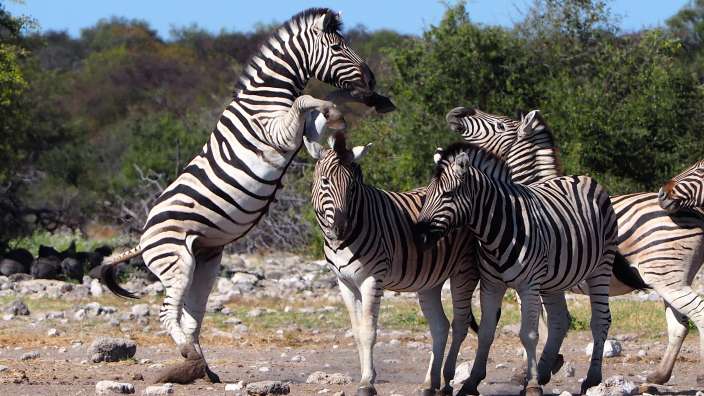 Etosha Nationalpark