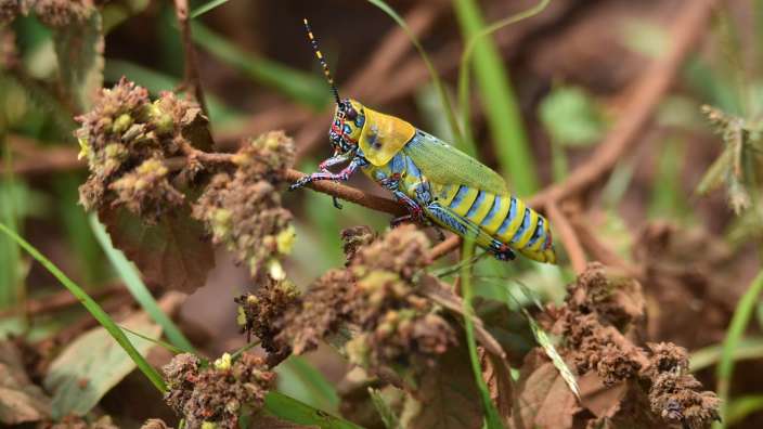 Farbenfrohe Heuschrecke